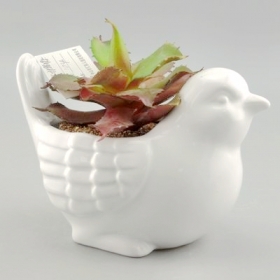 Cute Mini Ceramic Bird Planter White