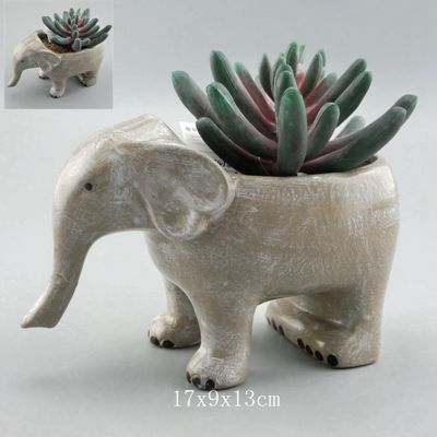 Cactus Succulent Plants Flower Cute White Pot