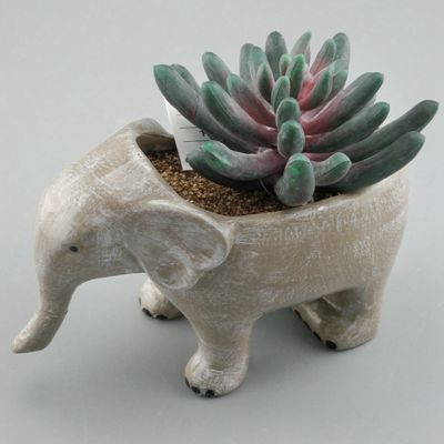 Mixed Succulent Pot Mixed Succulent Pot