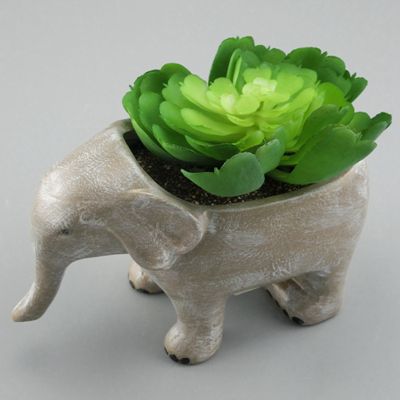 Elephant Succulent Pot Without Drainage